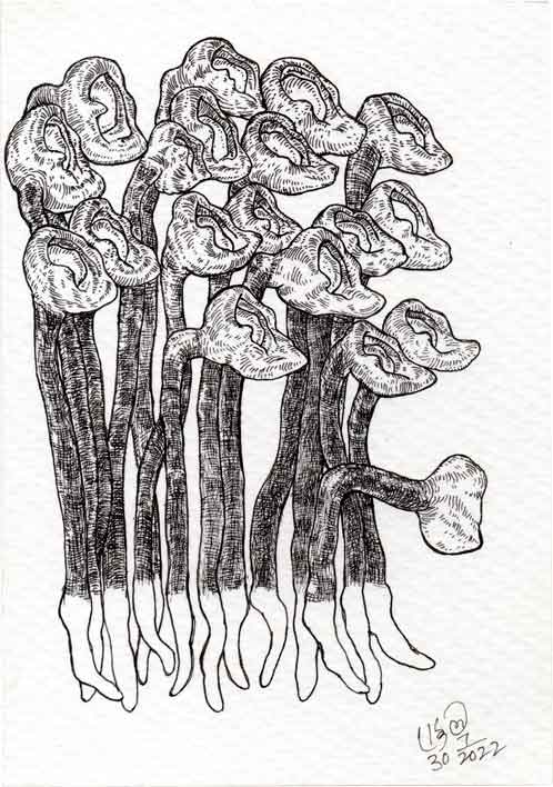 Dead Ear Tree 25